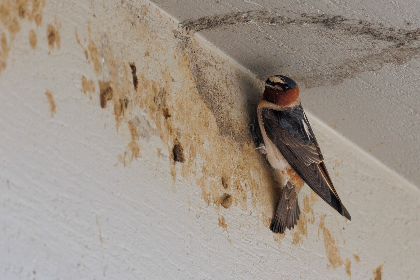 Cliff Swallow