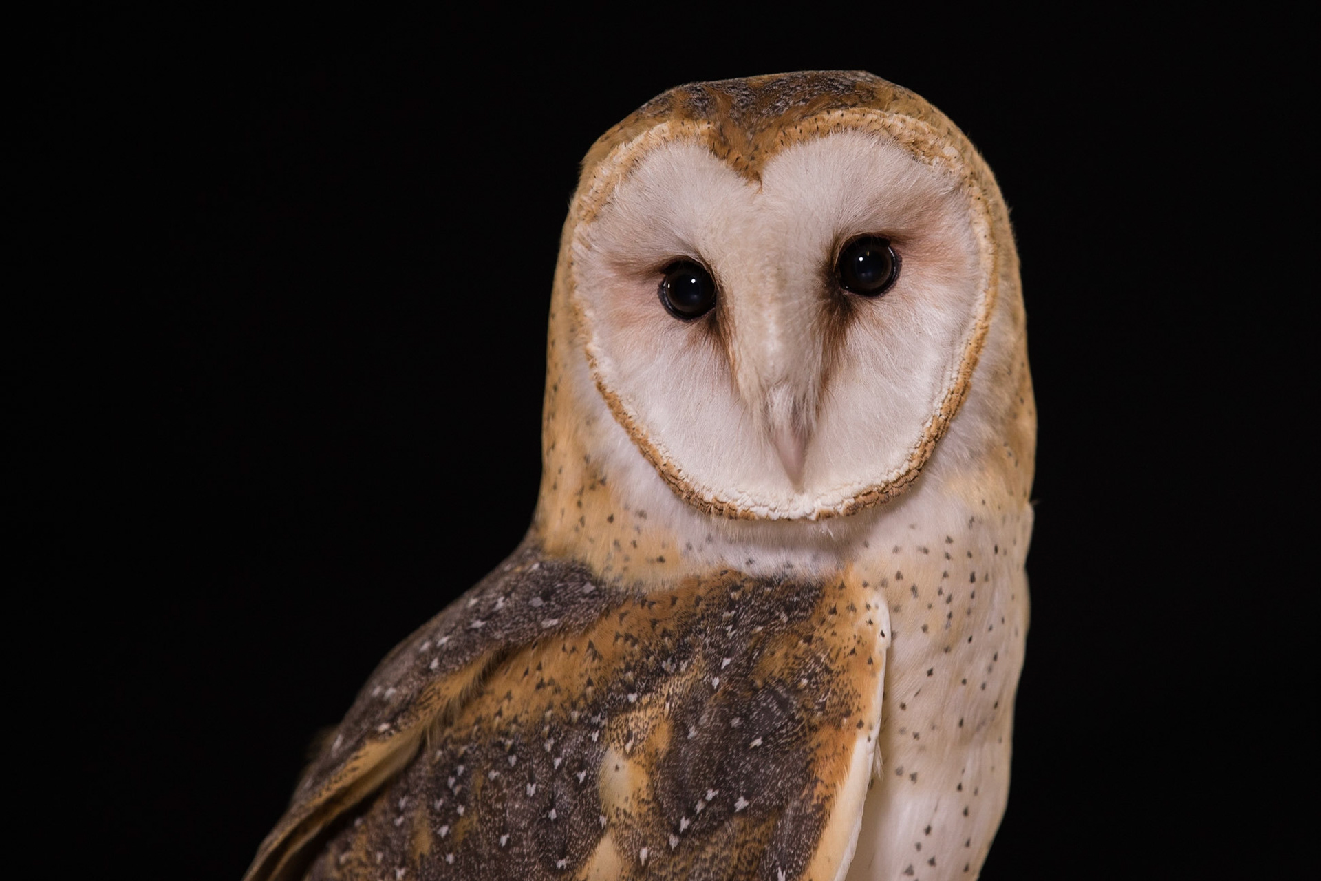 Barn Owl