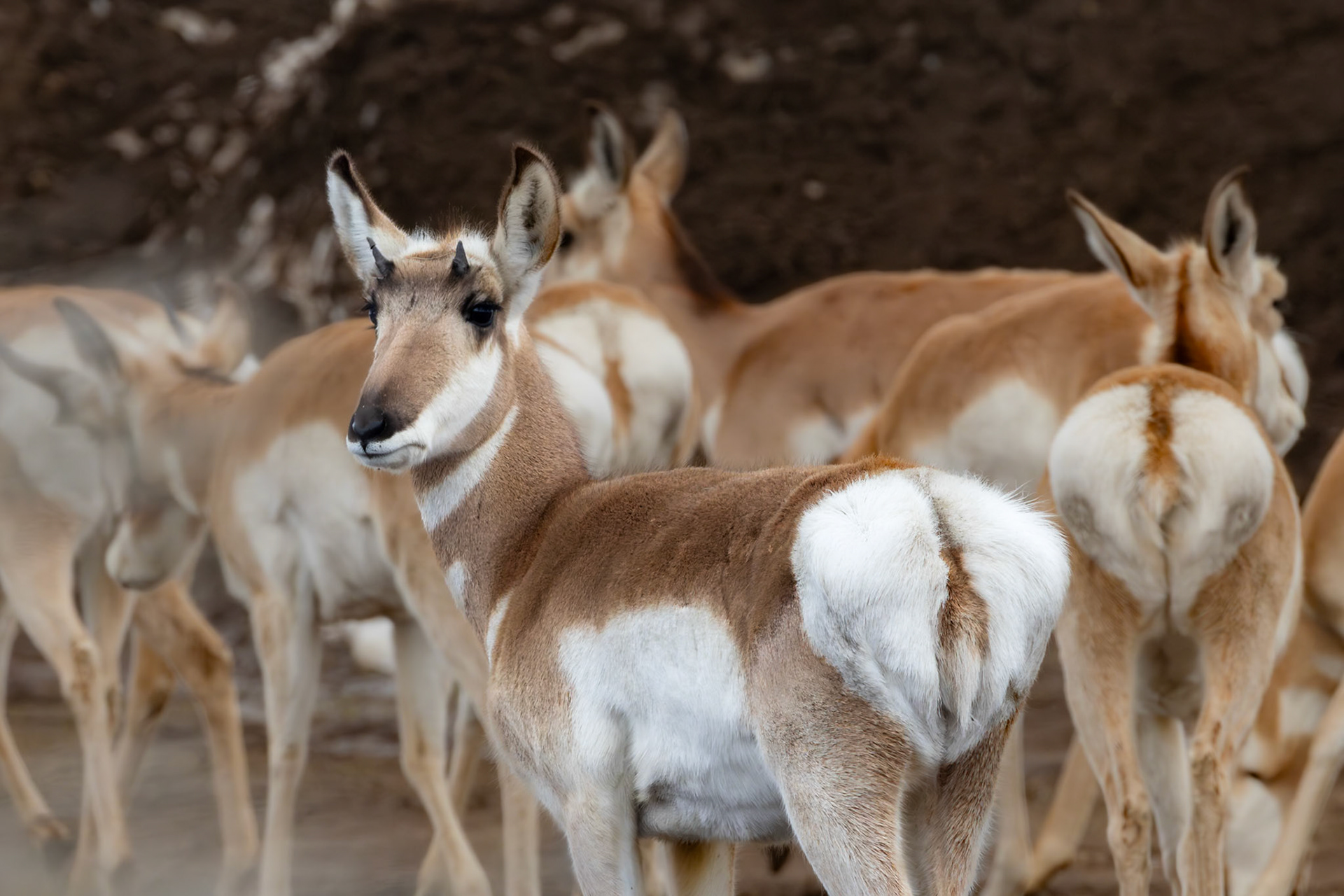 Pronghorn
