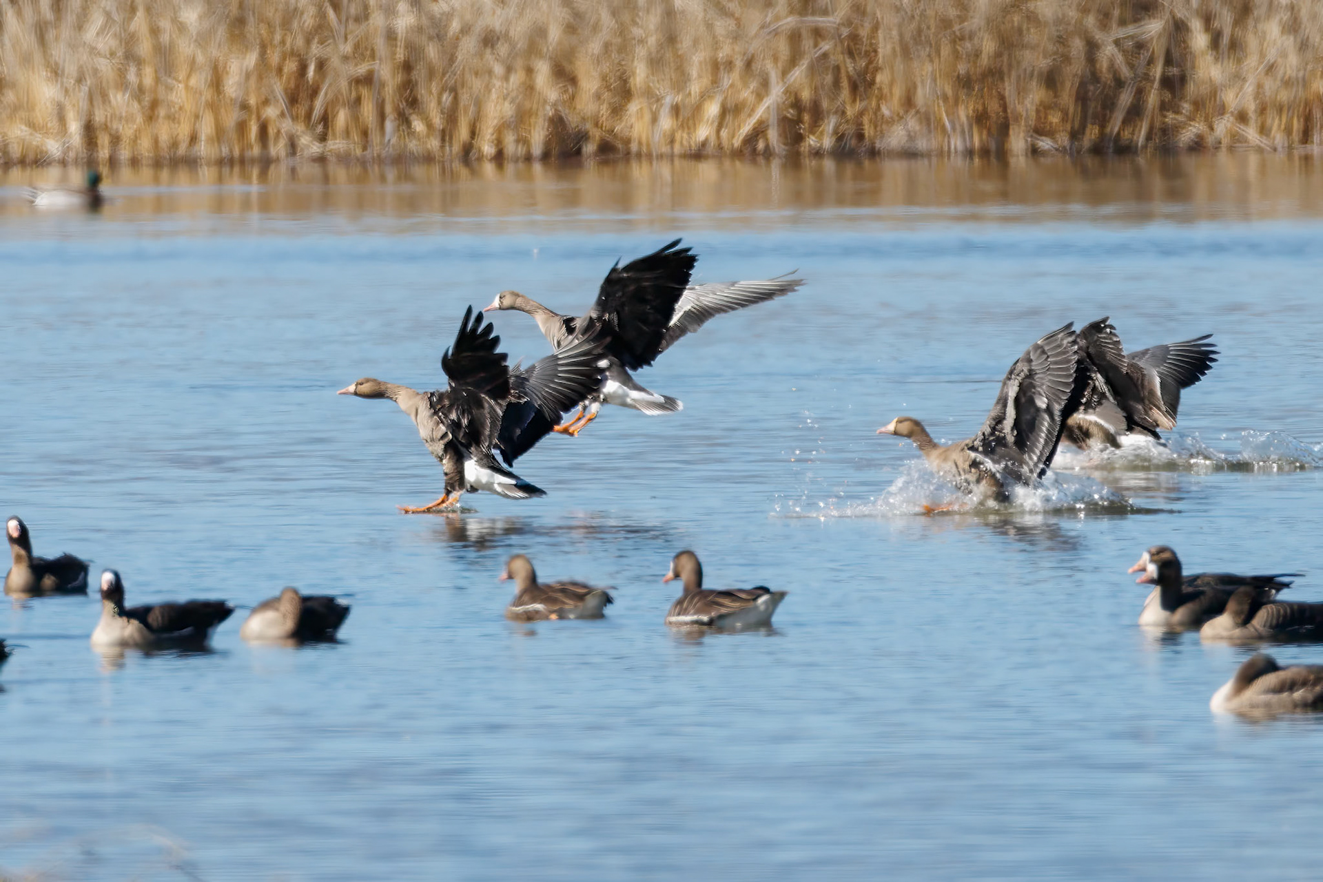 White-fronted Geese