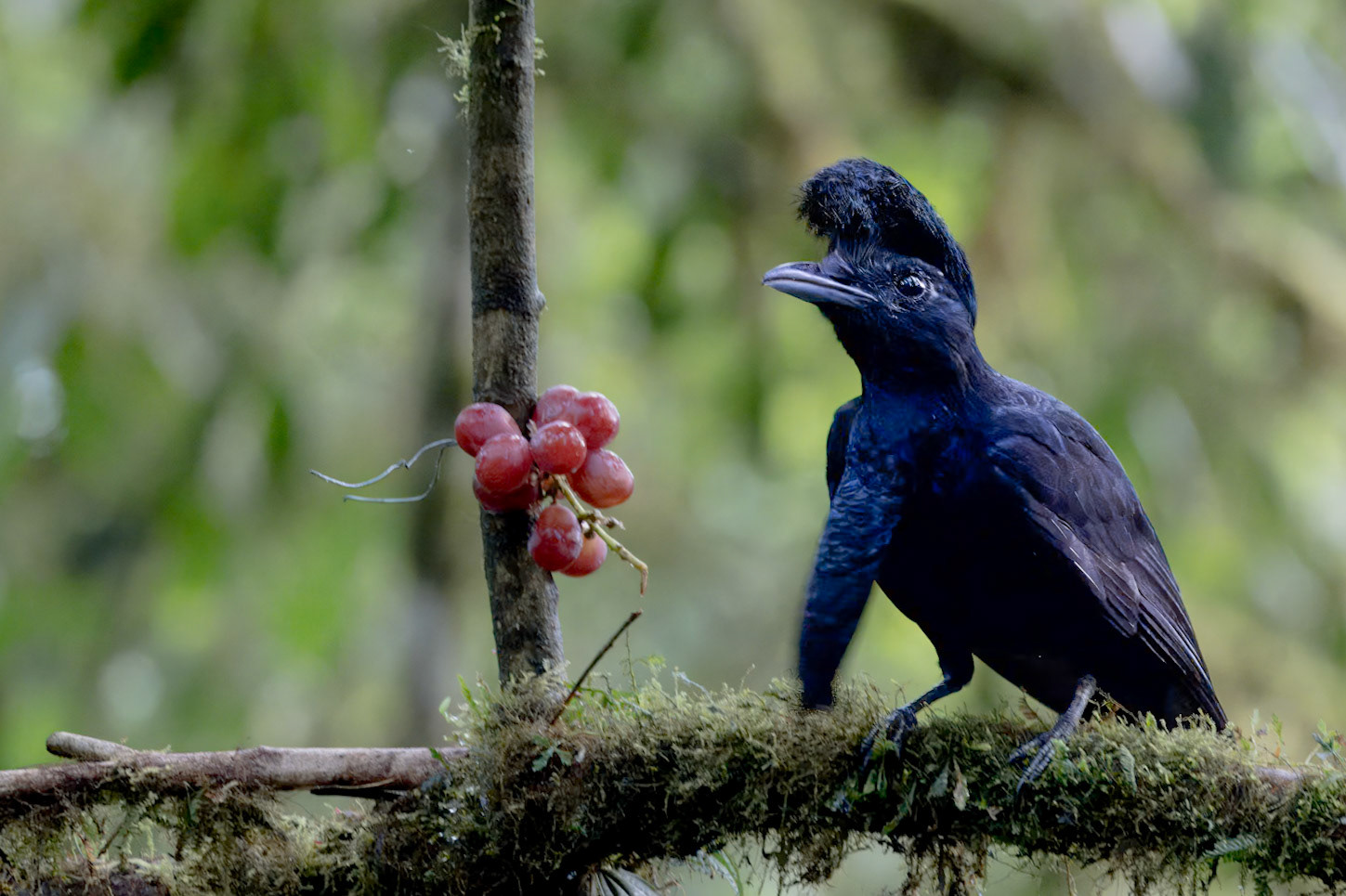 Long-wattled Umbrellabird
