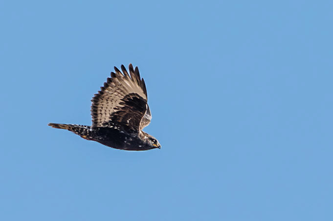 Dark Morph Rough-legged Hawk