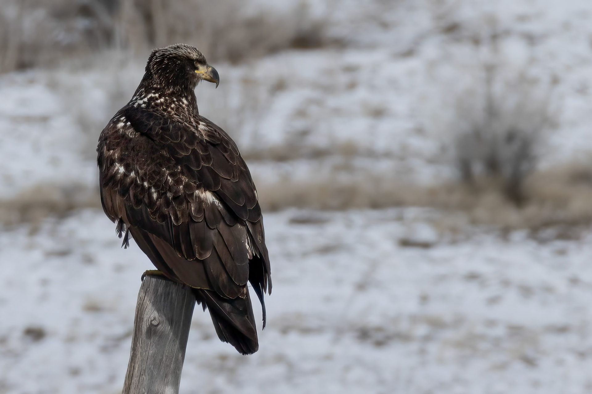 Subadult Bald Eagle