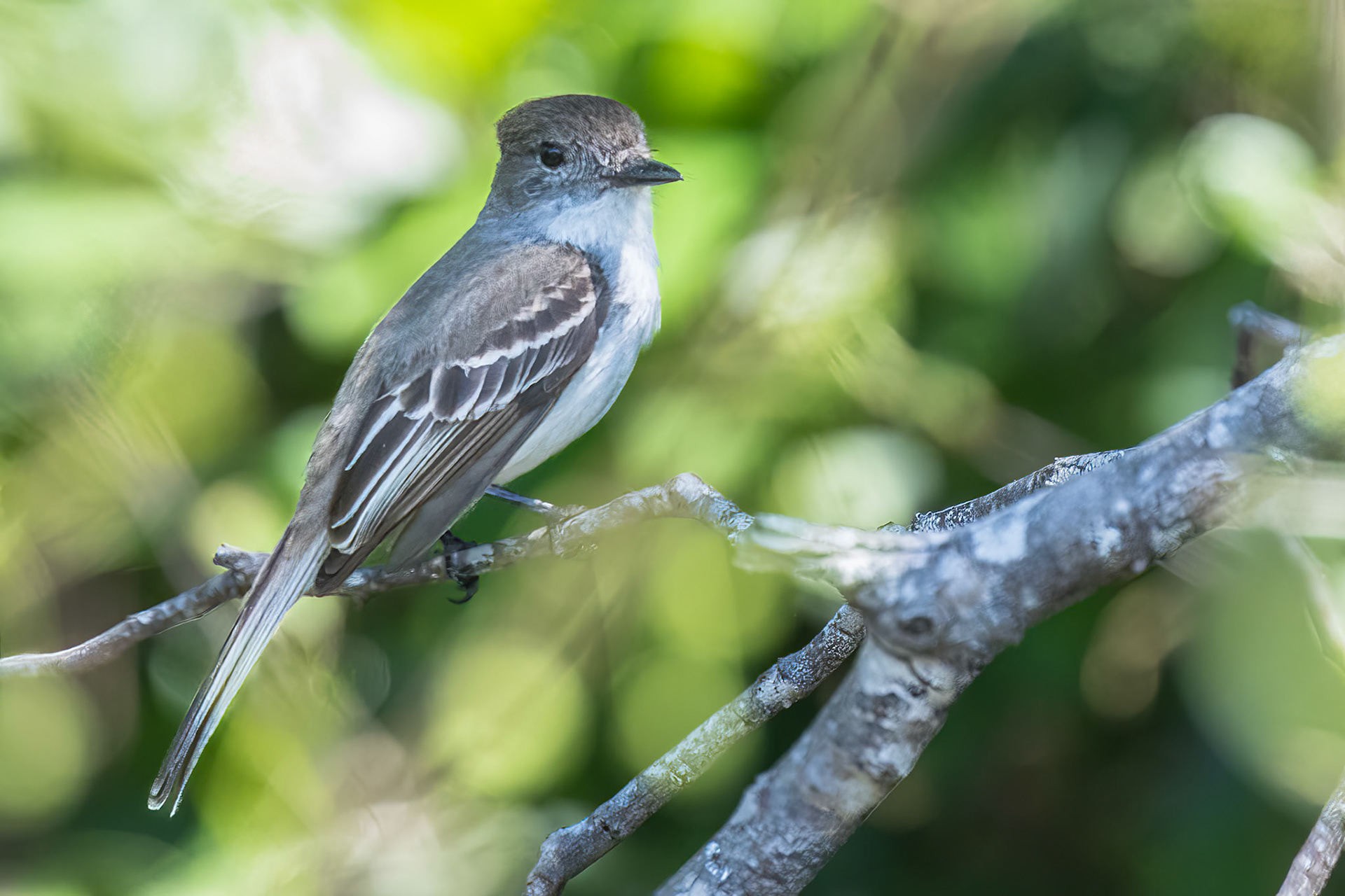 La Sagra's Flycatcher