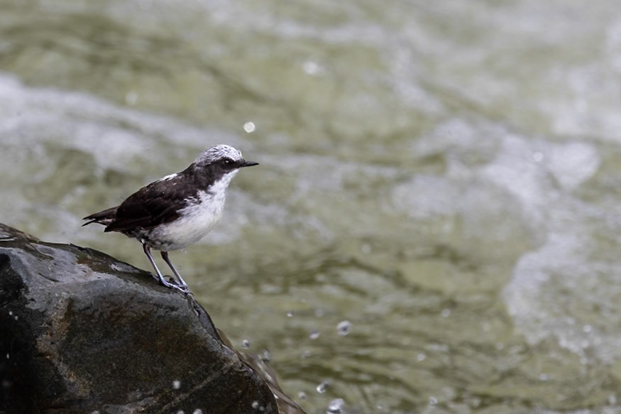 White-capped Dipper