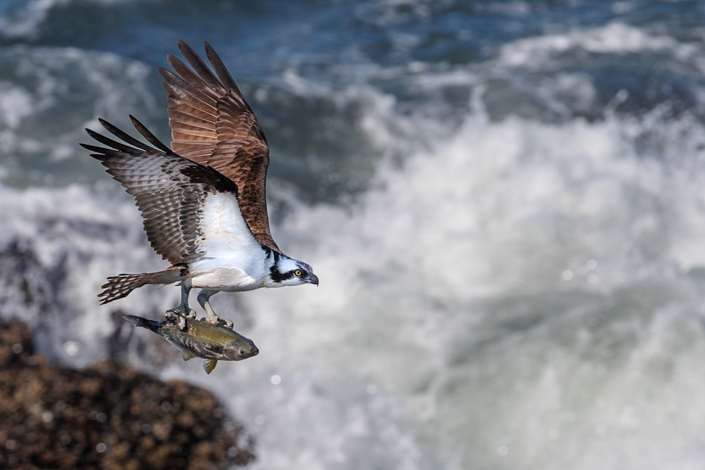 Osprey with Fish
