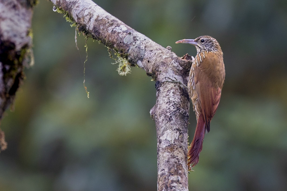 Montane Woodcreeper