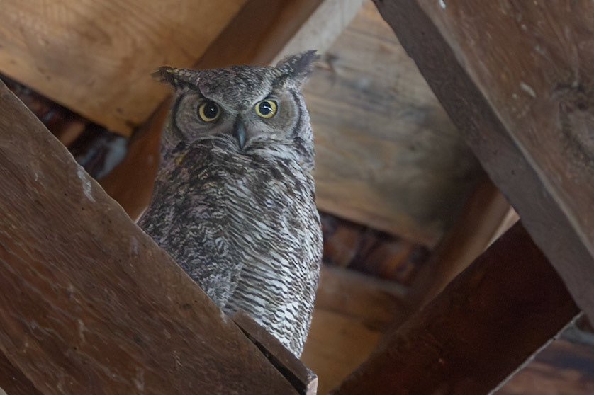 Great Horned Owl