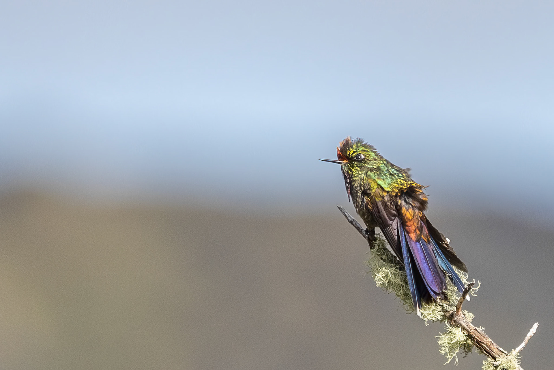 Rainbow-bearded Thornbill