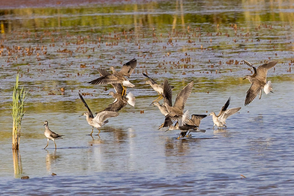 Lesser Yellowlegs in flight