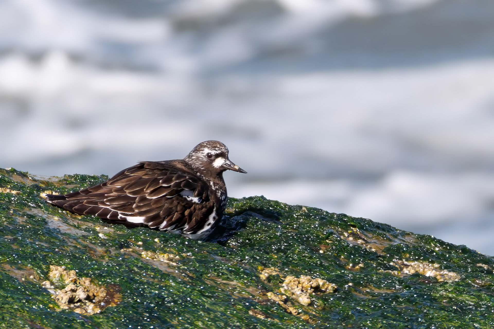 Black Turnstone