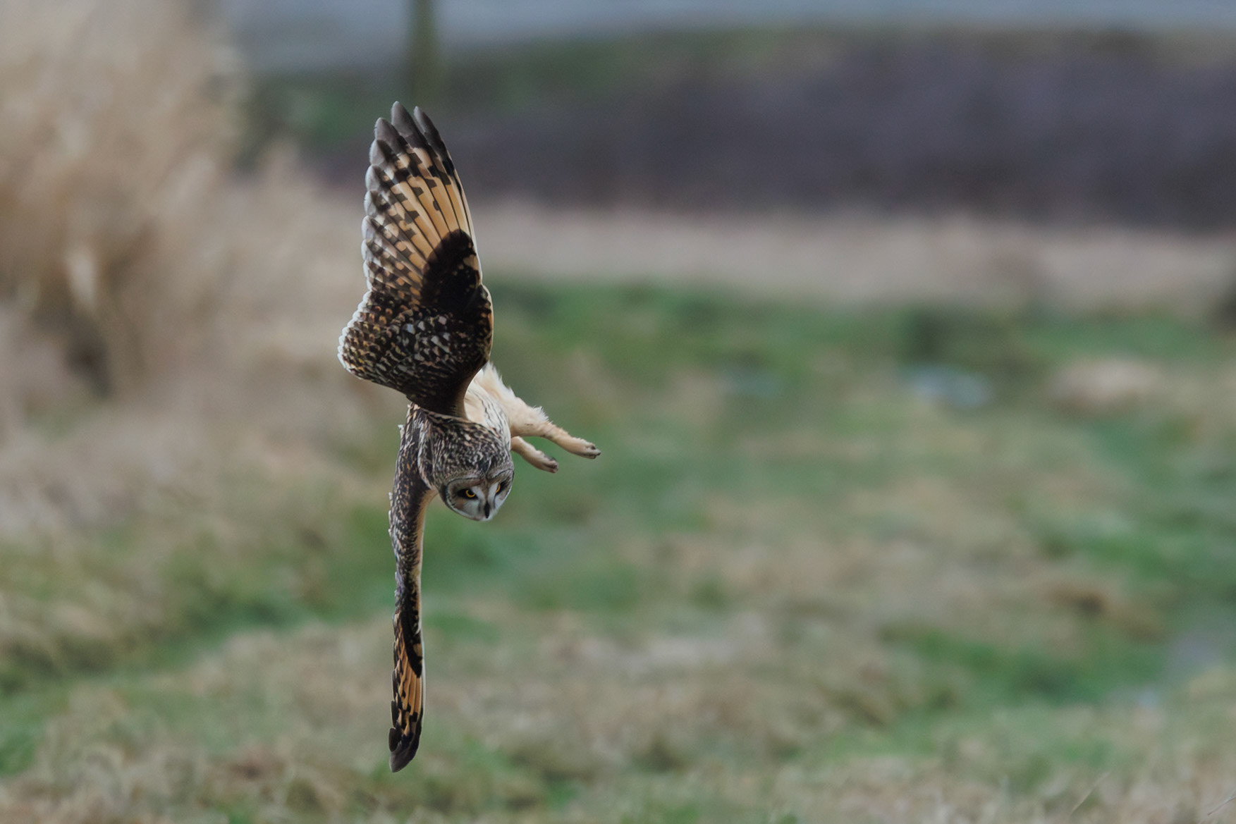 Short-eared Owl diving