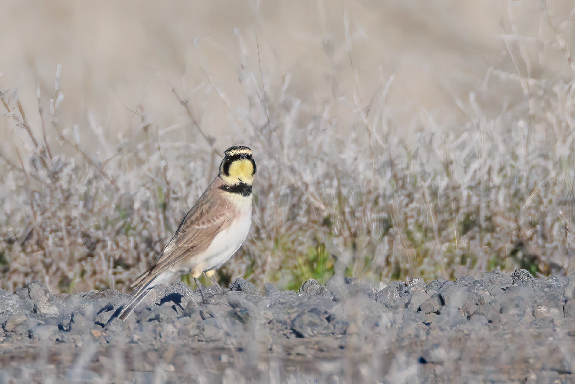 Horned Lark