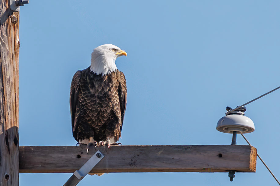 Bald Eagle