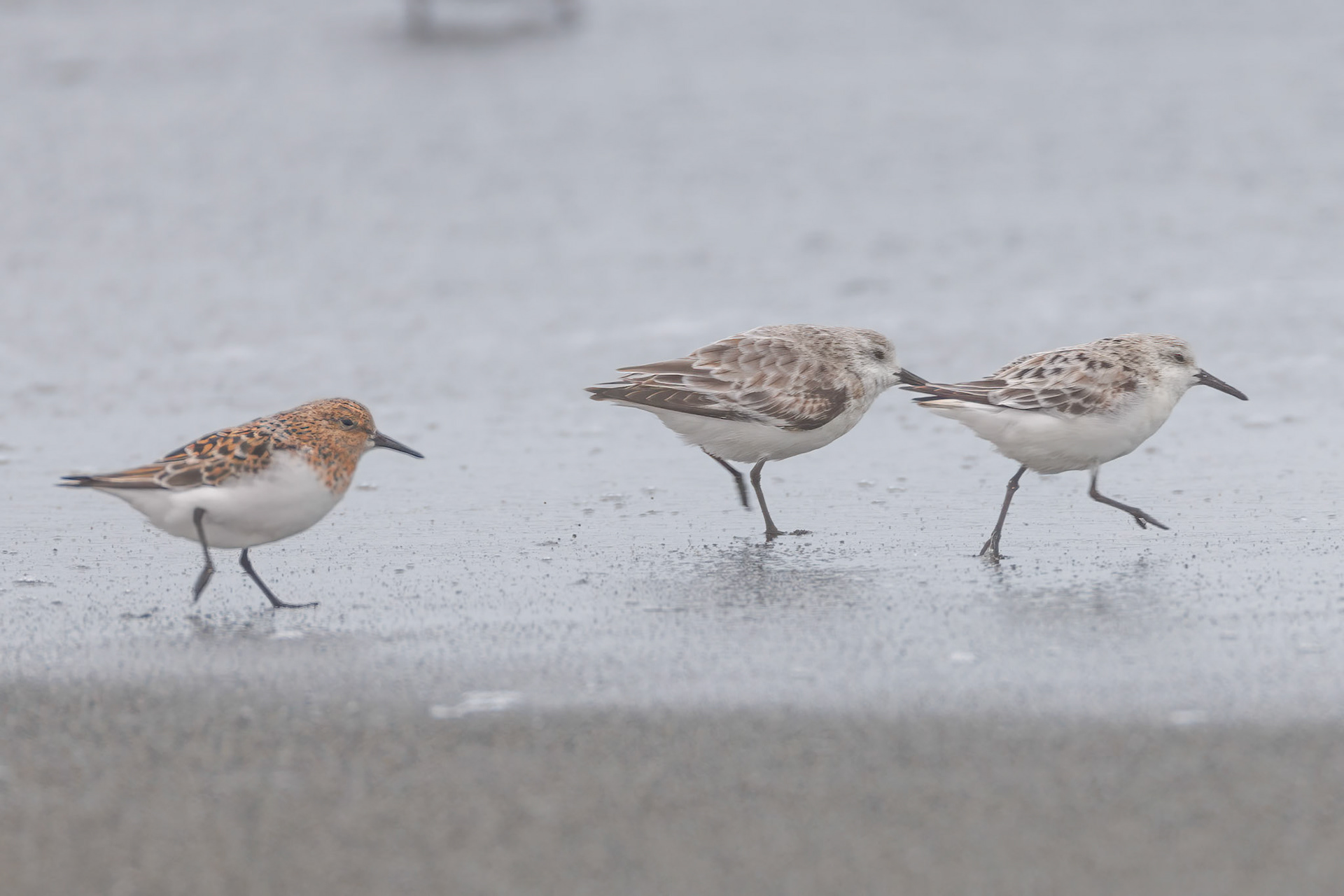 Sanderlings