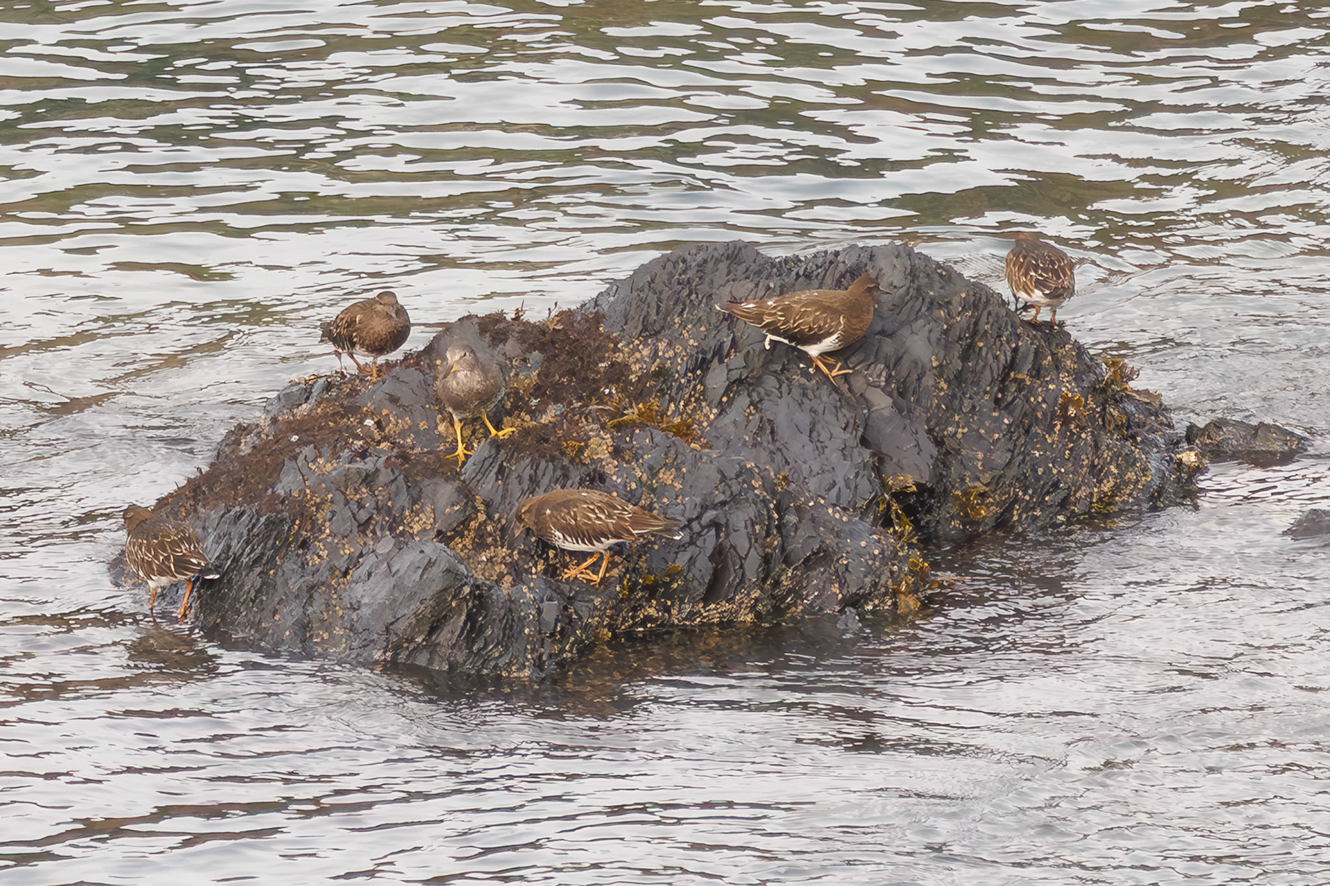 Black Turnstones