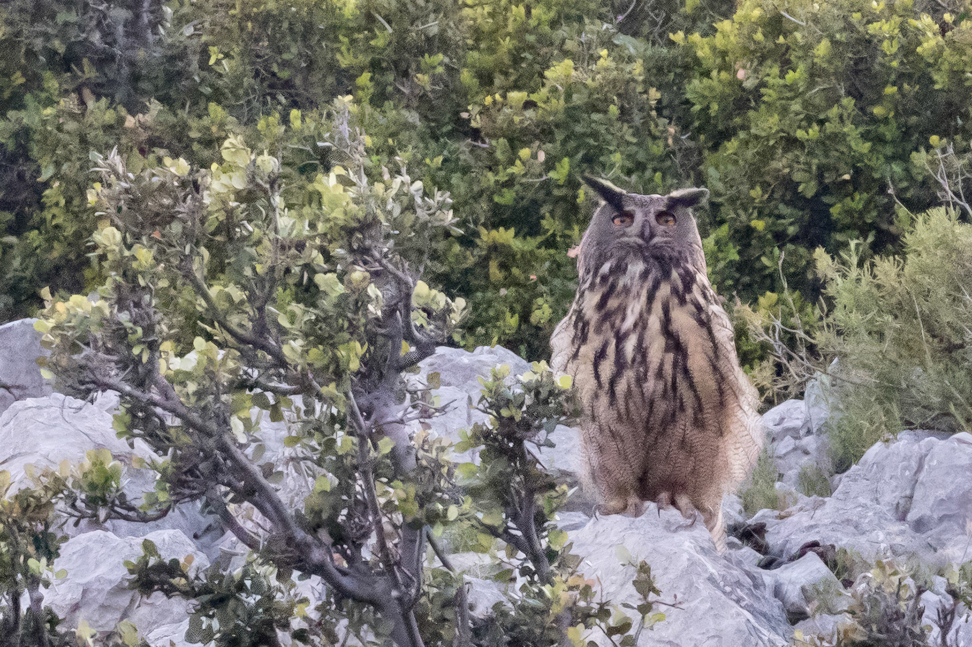 Eurasian Eagle-Owl