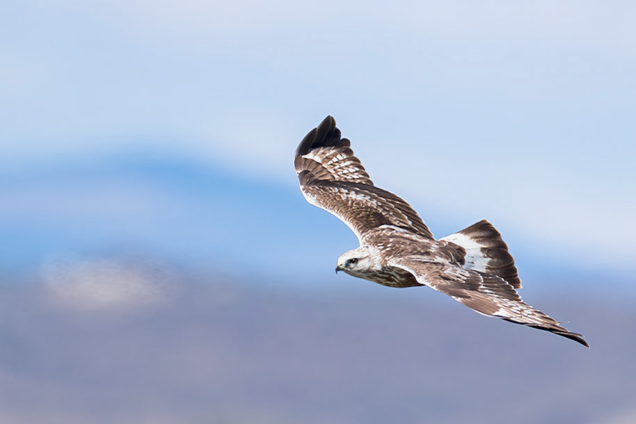Rough-legged Hawk