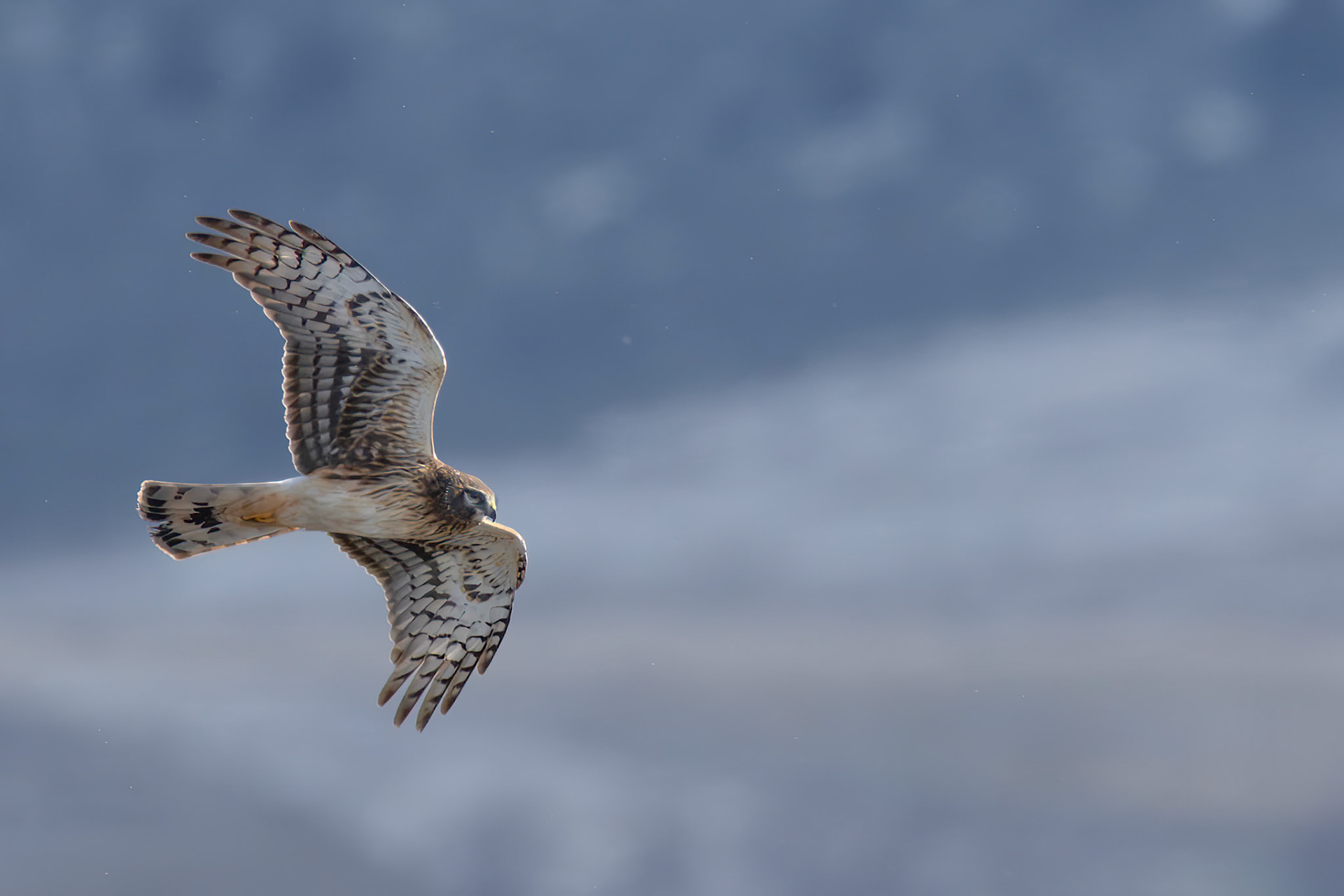 Northern Harrier