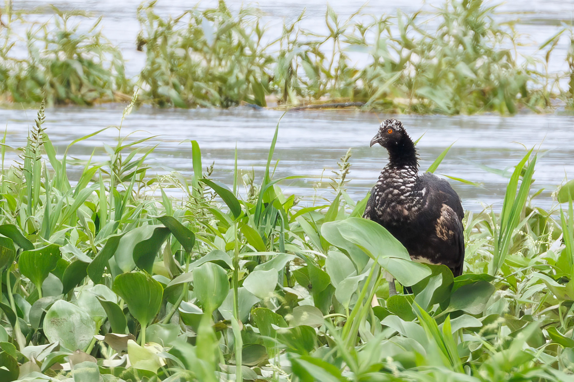 Horned Screamer