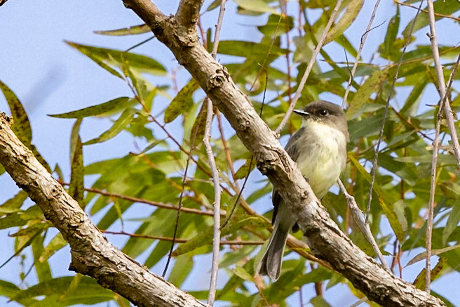 Eastern Phoebe
