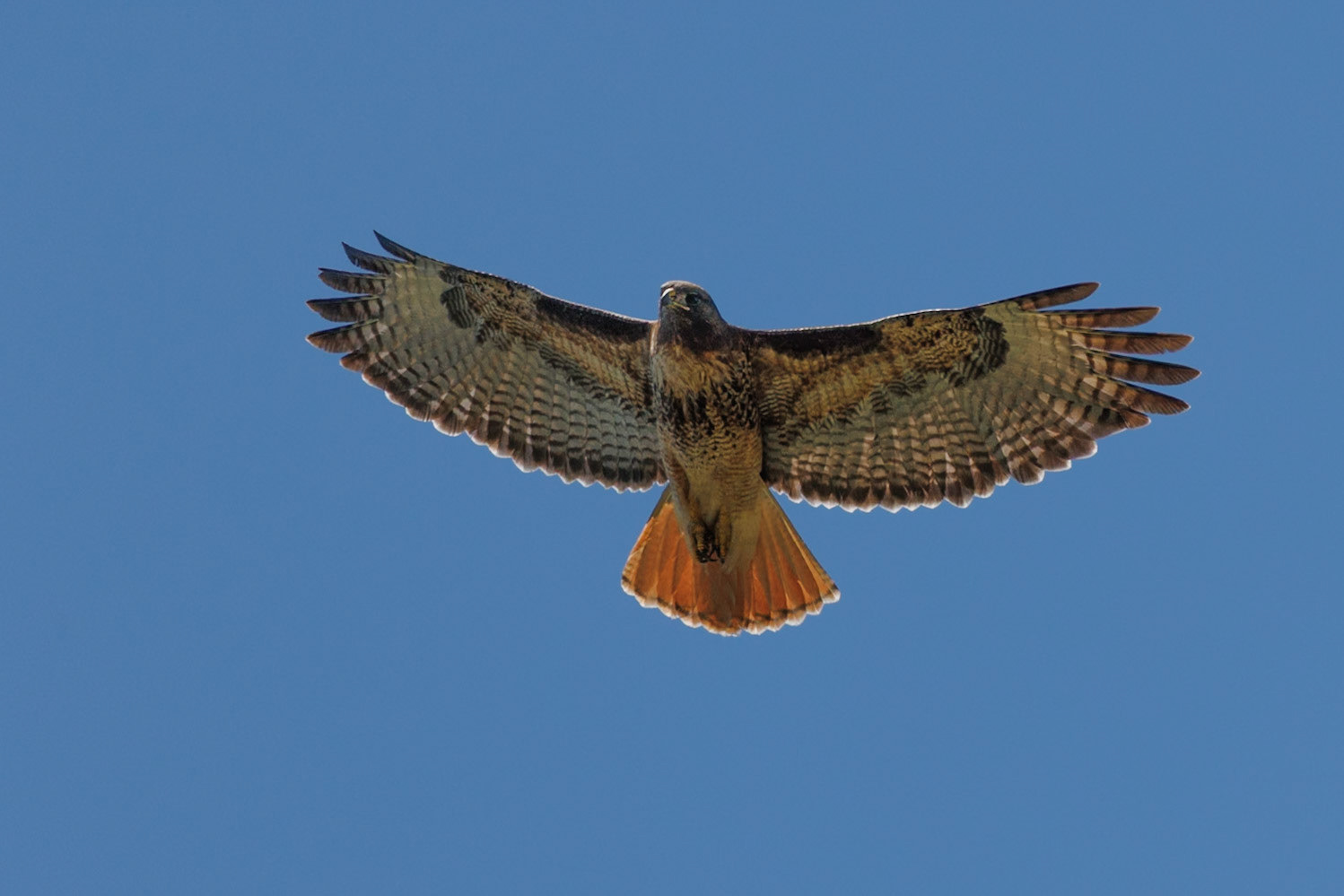 Red-tailed Hawk