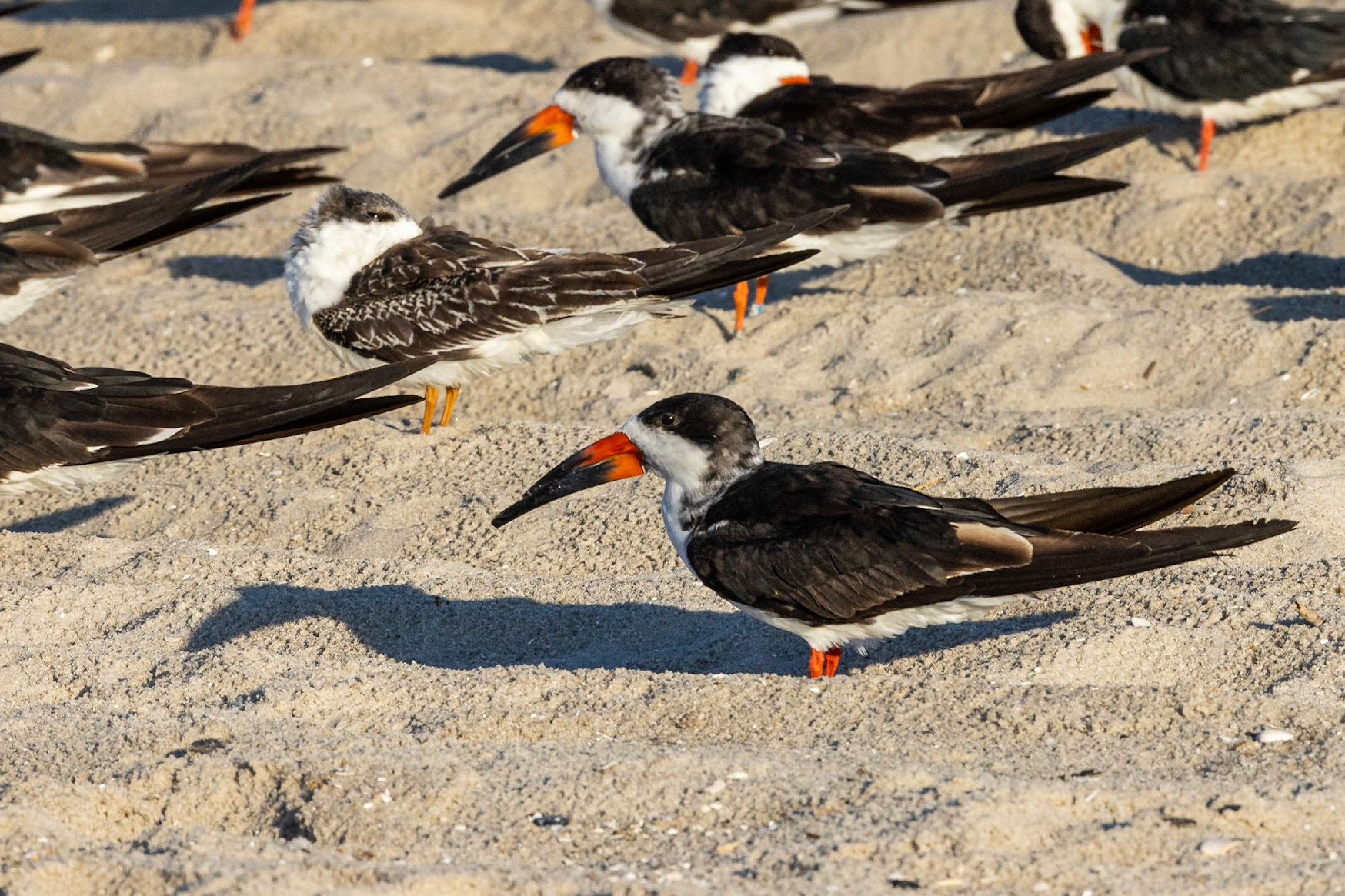 Black Skimmer