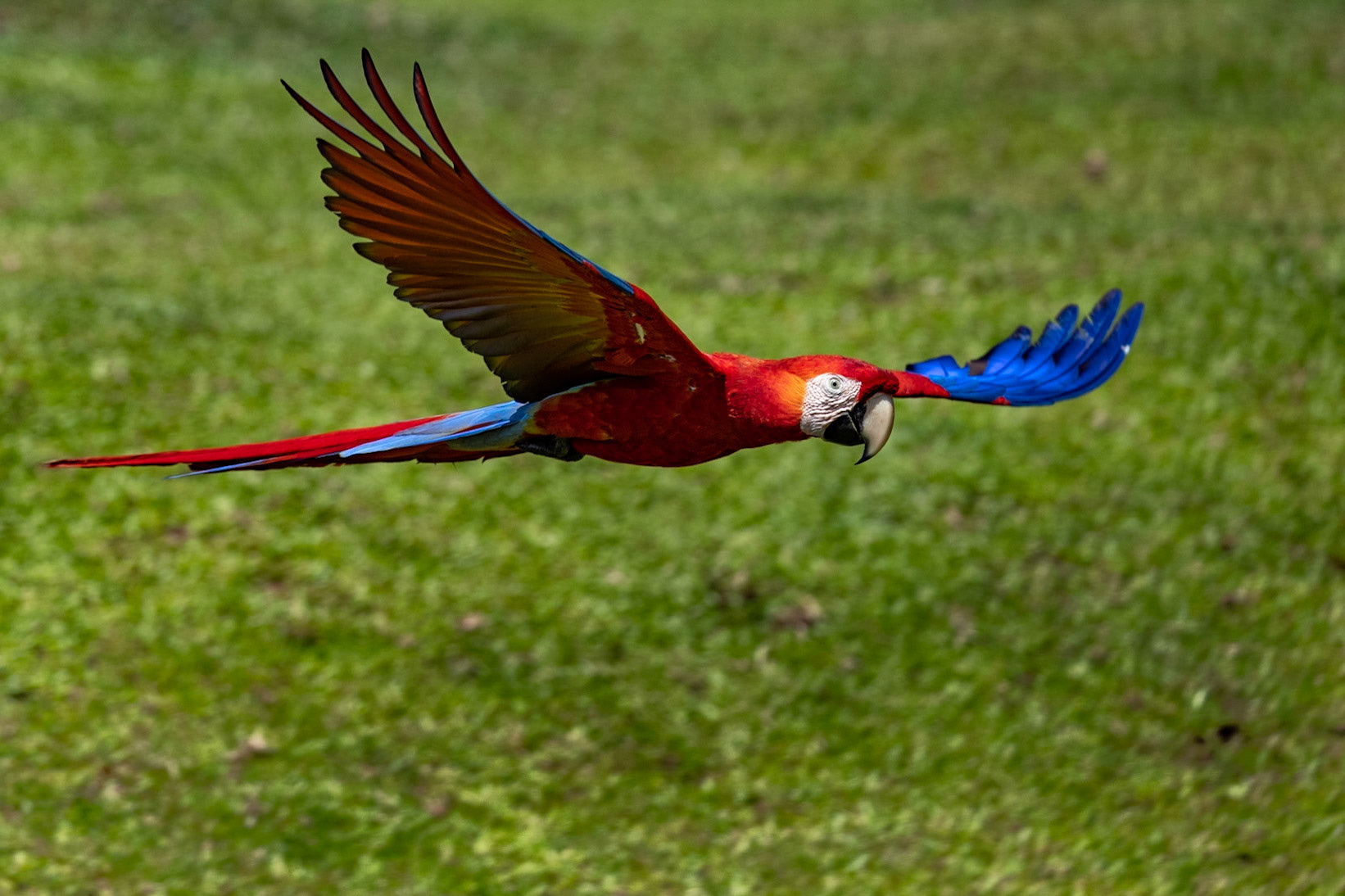 Scarlet Macaw