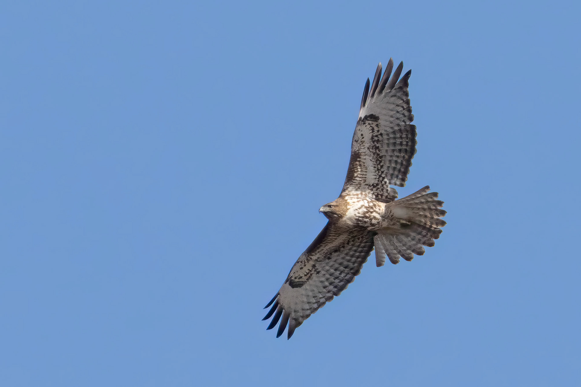 Ret-tailed Hawk
