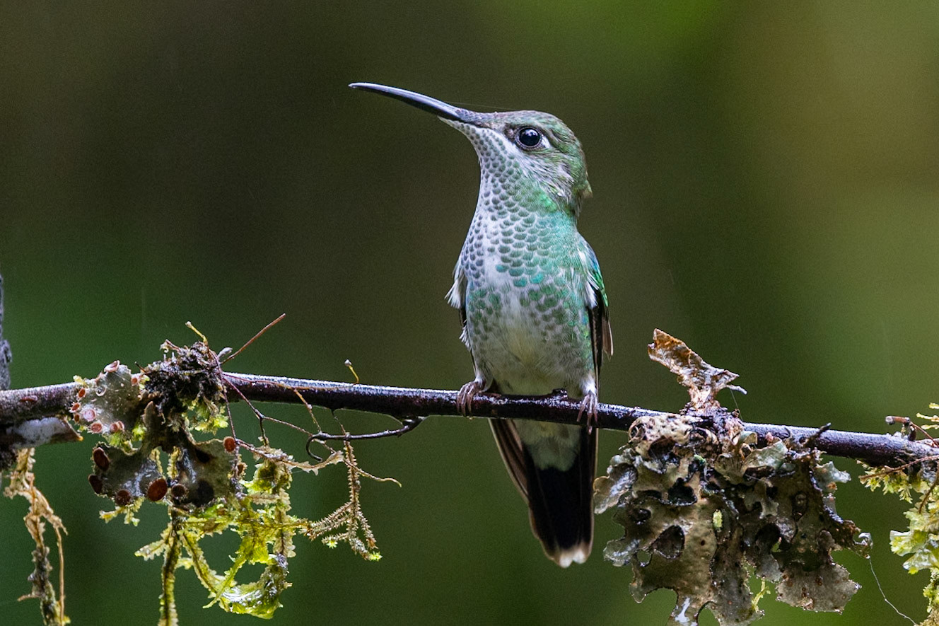 Many-spottted Hummingbird