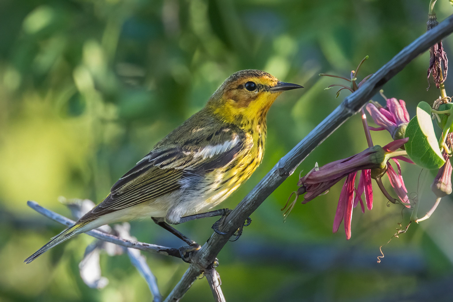 Cape May Warbler