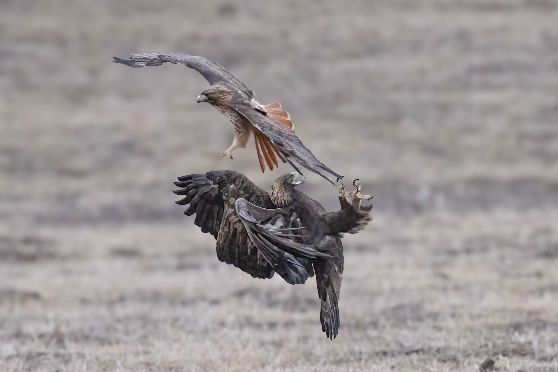 Golden Eagle fighting with Red-tailed Hawk