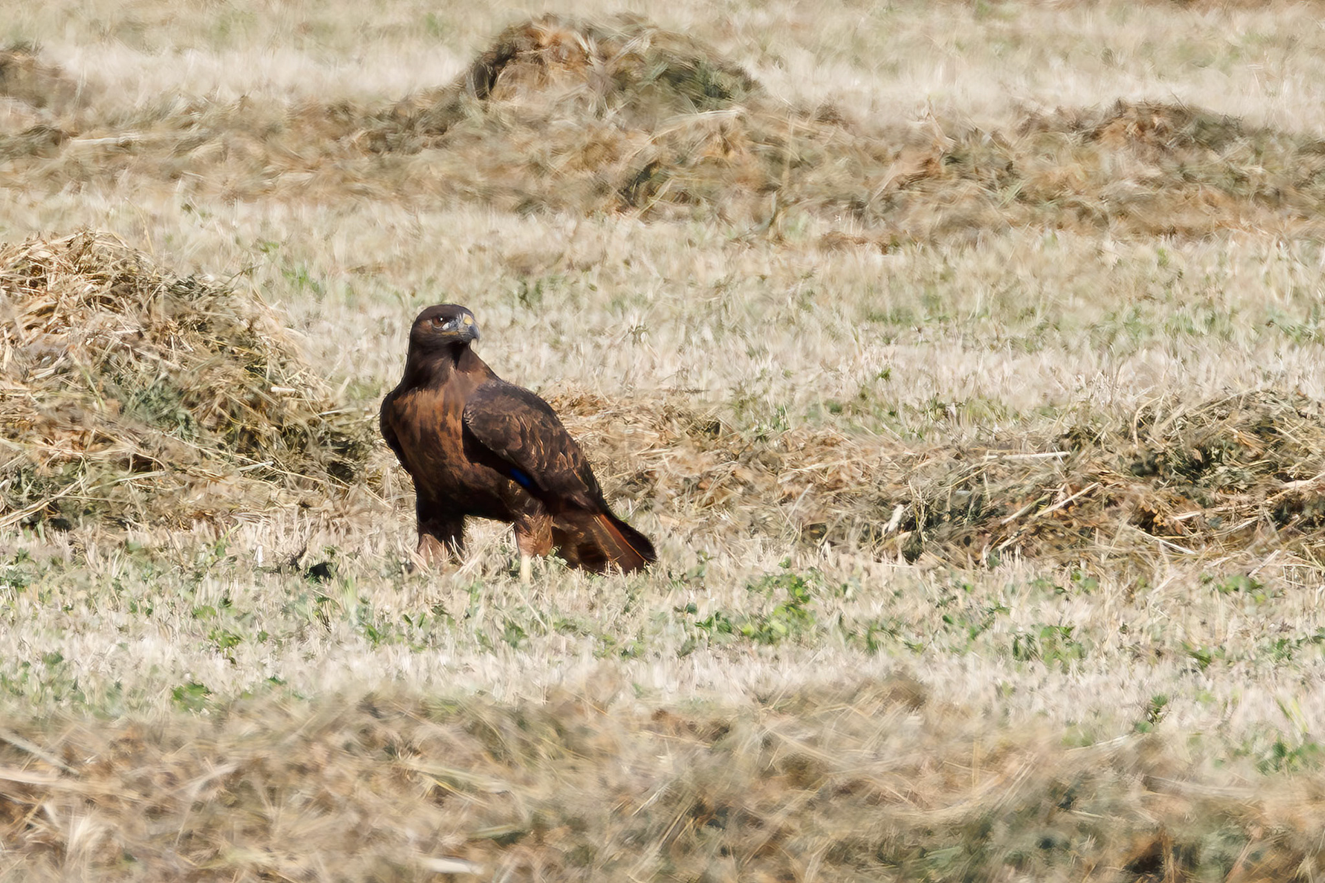 Red-tailed Hawk