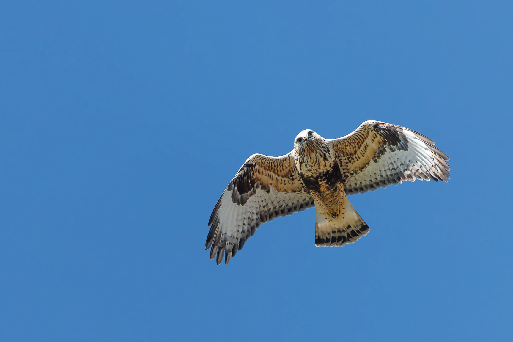 Rough-legged Hawk
