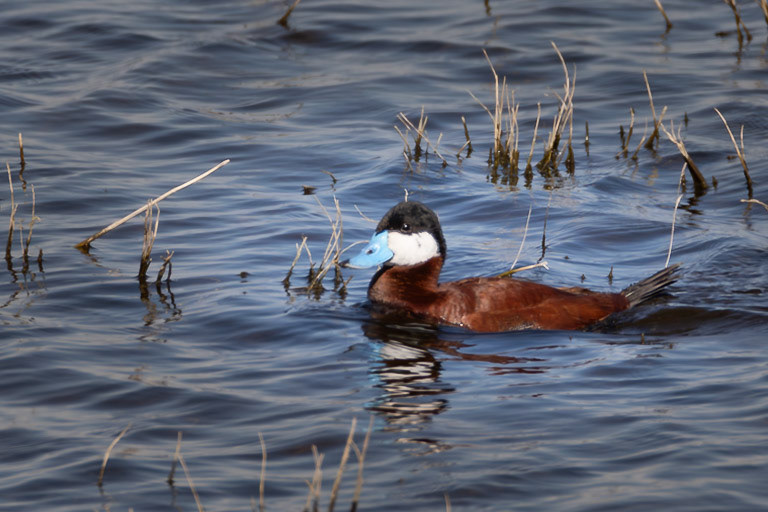 Ruddy Duck