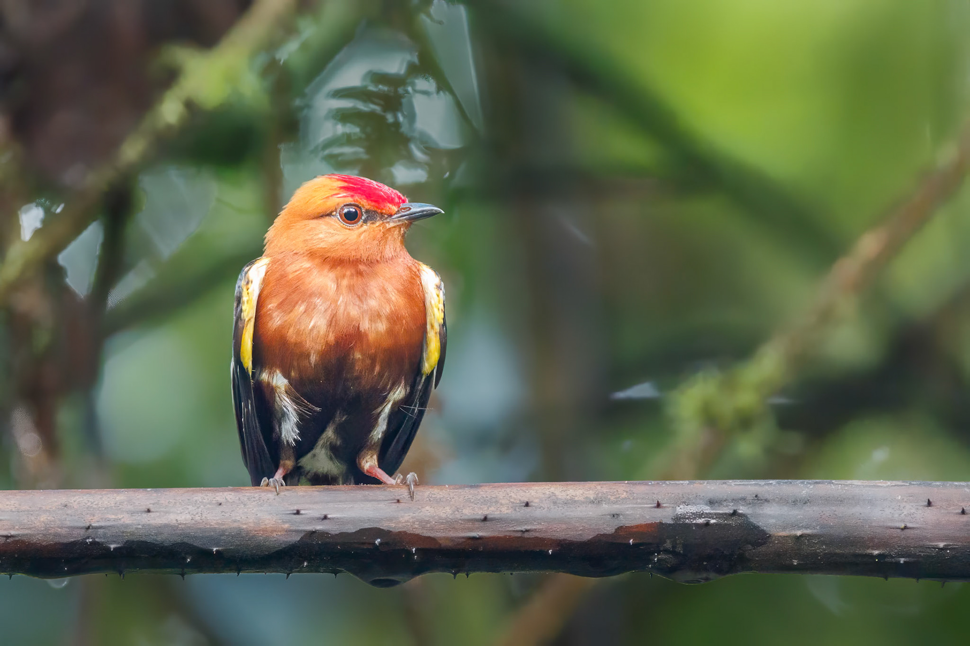 Club-winged Manakin