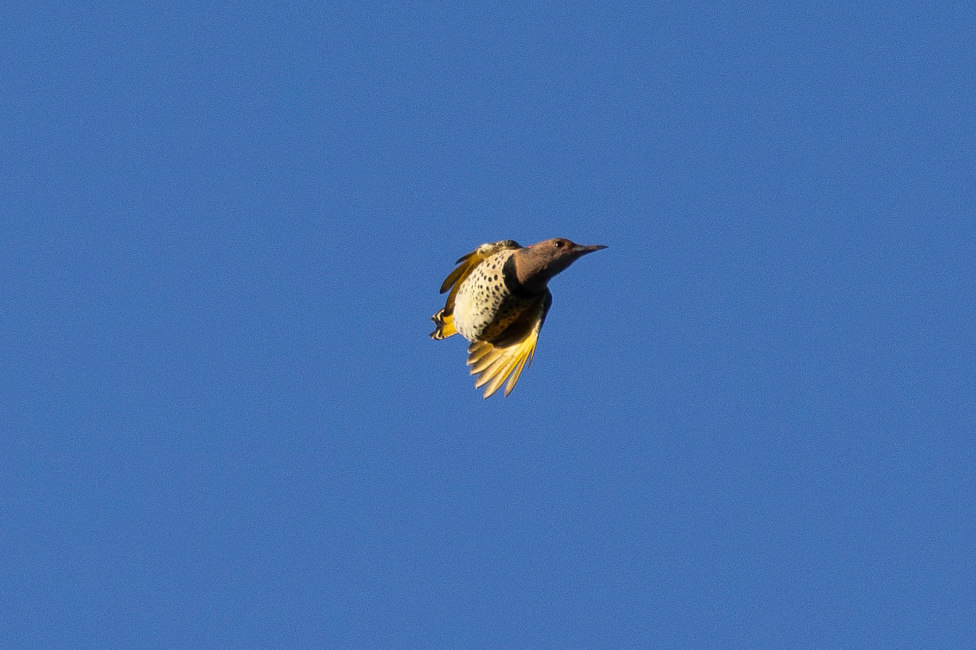 Northern Yellow-shafted Flicker