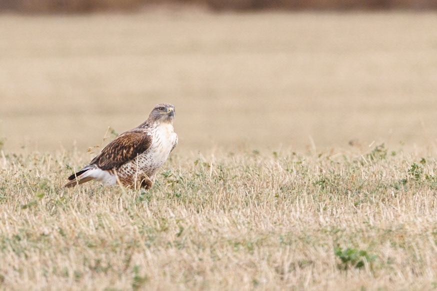 Ferruginous Hawk