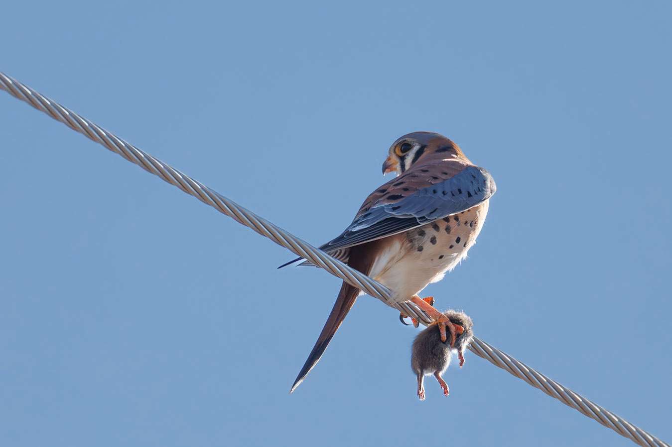 American Kestrel
