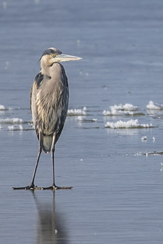 Heron on Ice
