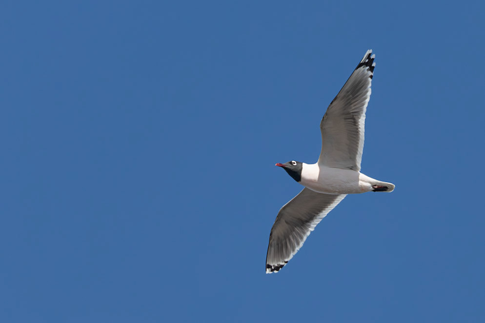 Franklin's Gull