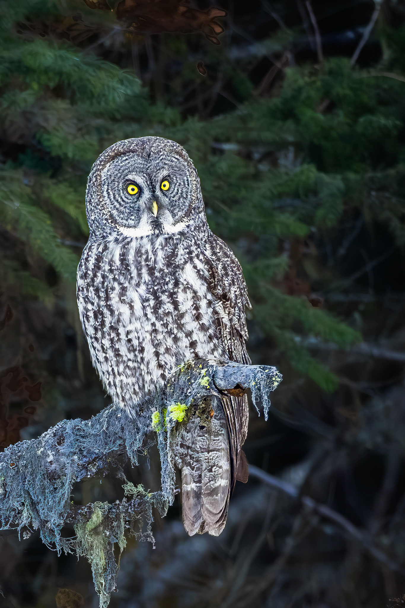 Great Gray Owl