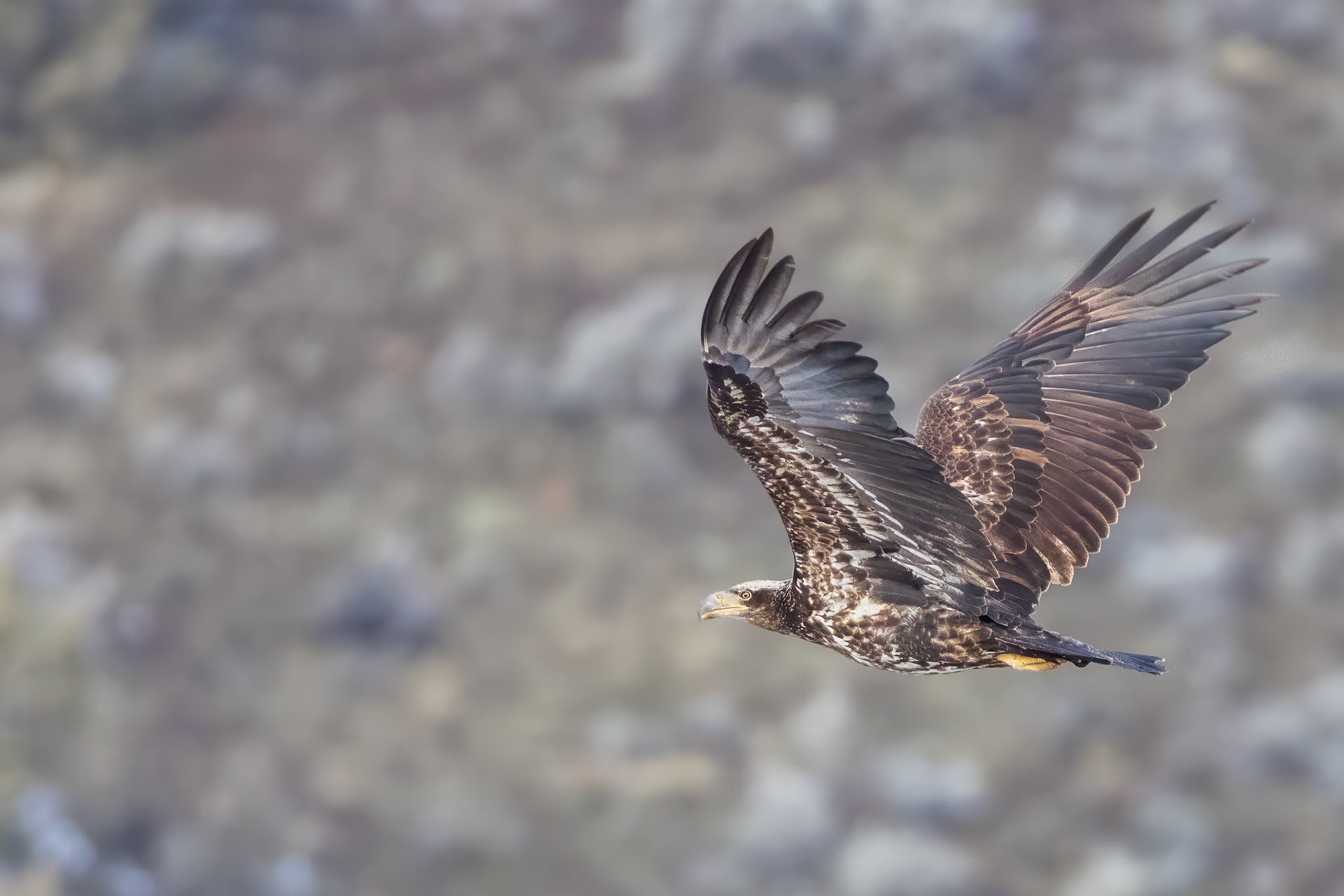 Subadult Bald Eagle