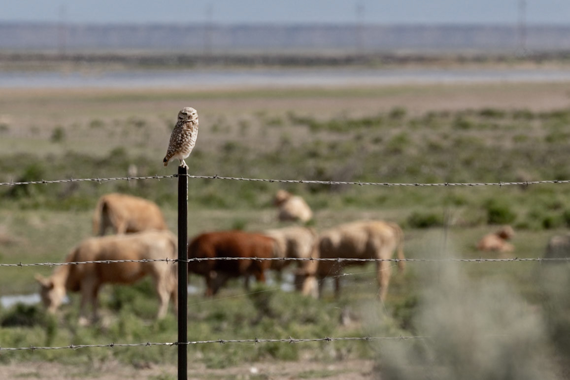 Burrowing Owl's home turf
