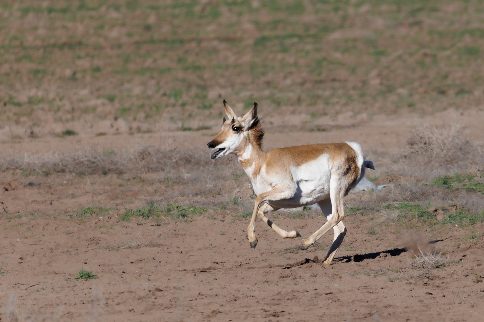 Pronghorn