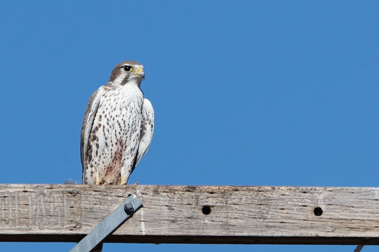 Prairie Falcon