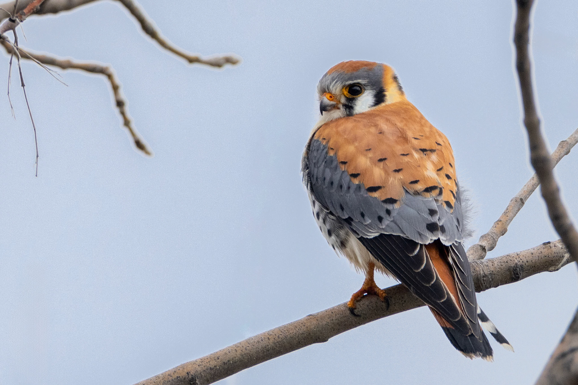 American Kestrel