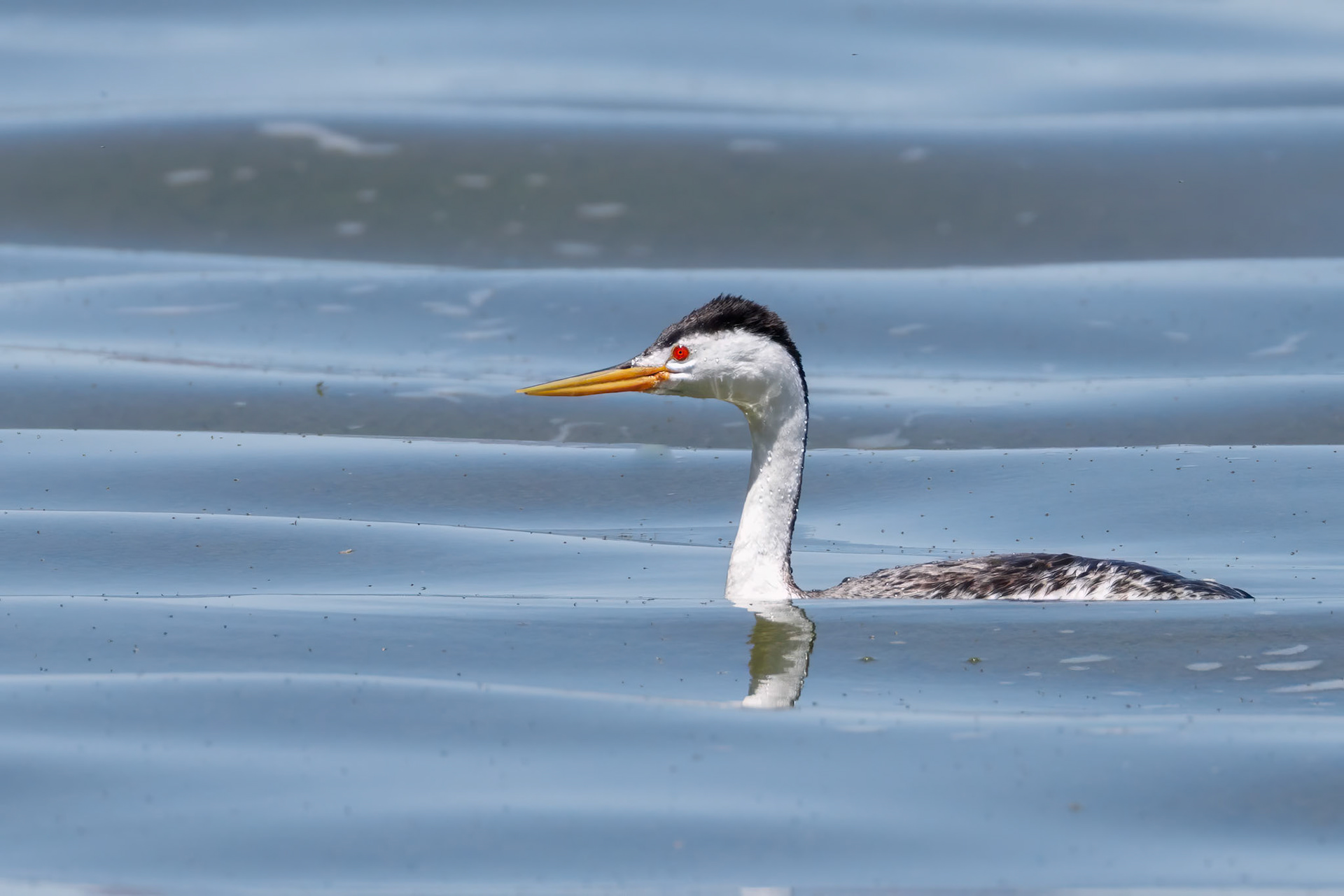 Clark's Grebe