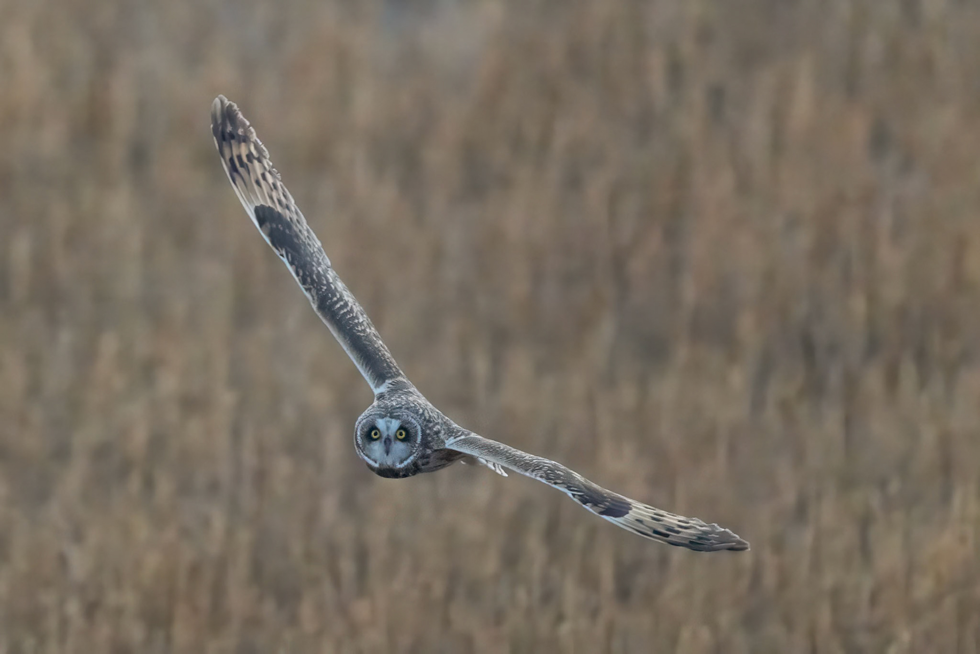 Short-eared Owl