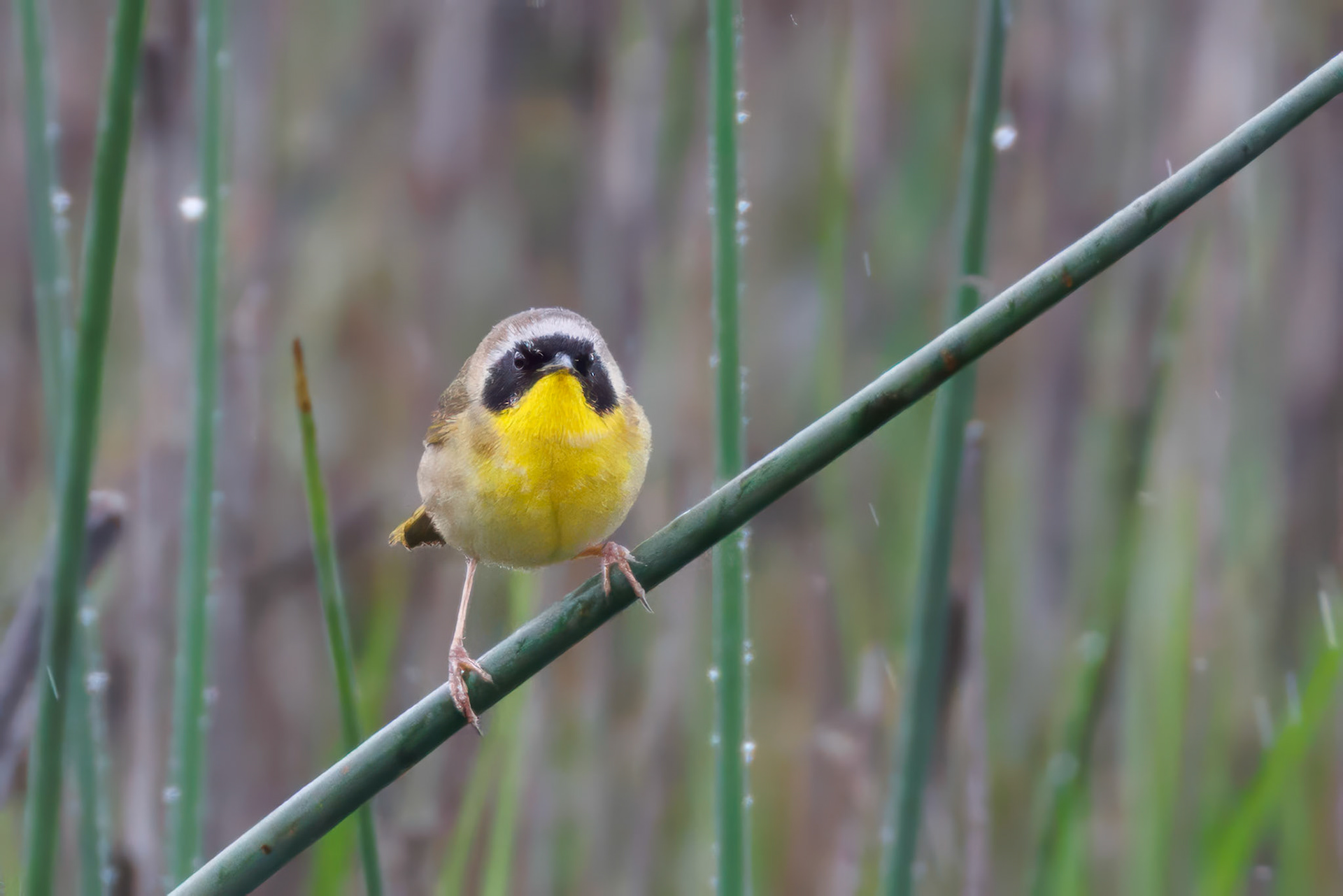 Common Yellowthroat
